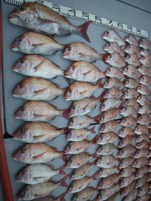 磯部釣船 直栄丸 釣果