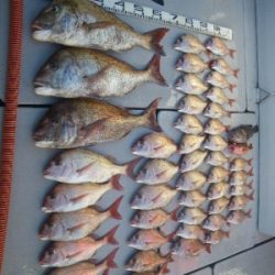 磯部釣船 直栄丸 釣果