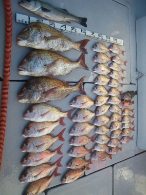 磯部釣船 直栄丸 釣果