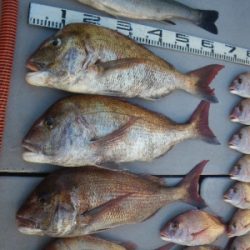 磯部釣船 直栄丸 釣果