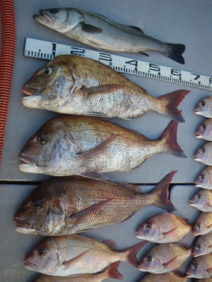 磯部釣船 直栄丸 釣果