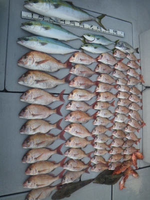 磯部釣船 直栄丸 釣果