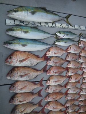 磯部釣船 直栄丸 釣果