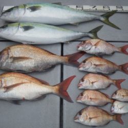 磯部釣船 直栄丸 釣果