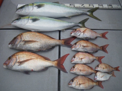 磯部釣船 直栄丸 釣果