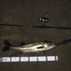 千葉・シーバス&チヌゲーム【たむたむ氏連載 vol.4】