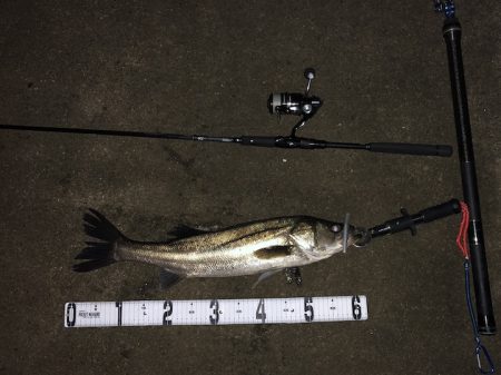 千葉・シーバス&チヌゲーム【たむたむ氏連載 vol.4】