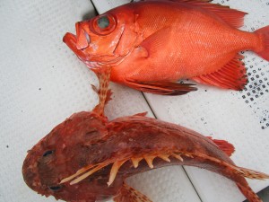 兼六丸 釣果