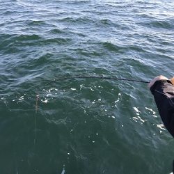 フィシングボートAir(エアー) 釣果