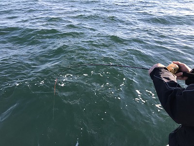 フィシングボートAir(エアー) 釣果