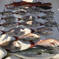 フィシングボートAir(エアー) 釣果