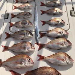 フィシングボートAir(エアー) 釣果