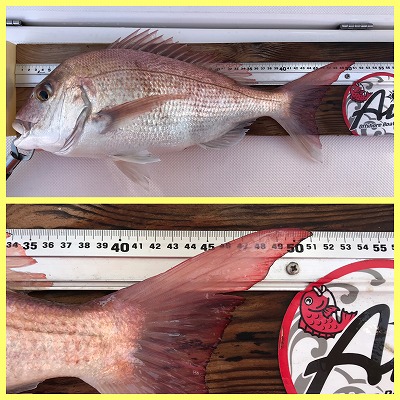 フィシングボートAir(エアー) 釣果