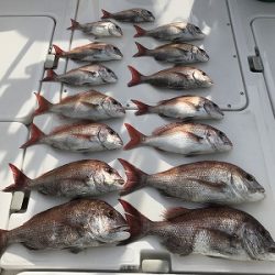 フィシングボートAir(エアー) 釣果