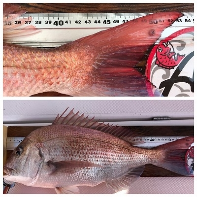 フィシングボートAir(エアー) 釣果