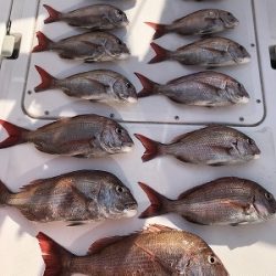 フィシングボートAir(エアー) 釣果