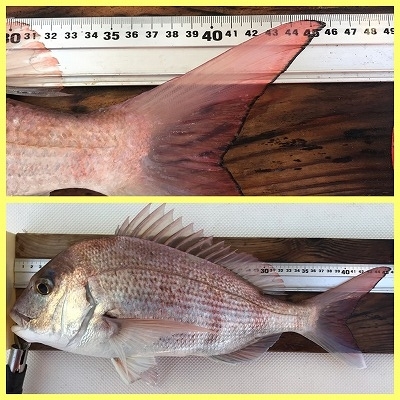 フィシングボートAir(エアー) 釣果