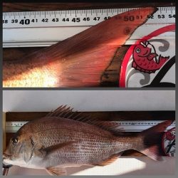 フィシングボートAir(エアー) 釣果