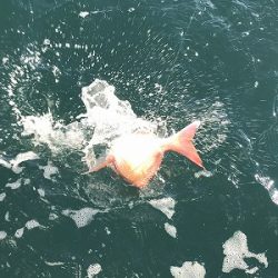 フィシングボートAir(エアー) 釣果