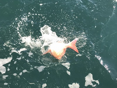 フィシングボートAir(エアー) 釣果