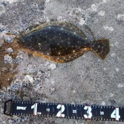 【潮が流れる時間帯】に的を絞って堤防からヒラメを狙う【Luxray氏連載 vol.4】