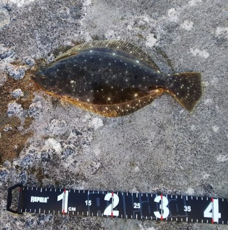 【潮が流れる時間帯】に的を絞って堤防からヒラメを狙う【Luxray氏連載 vol.4】