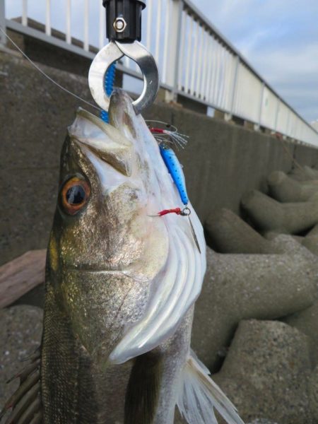 メガバス（Megabass）マキッパ モニターレポート〜移動していきなりの大型ヒットに大満足！