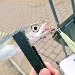 フルグローにケミホタルを装着すれば暗くなっても安心！ LUMICAメタルジャッカー新色インプレッション