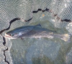 朝霞ガーデン 釣果