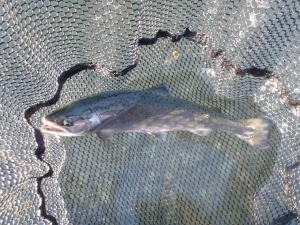 朝霞ガーデン 釣果