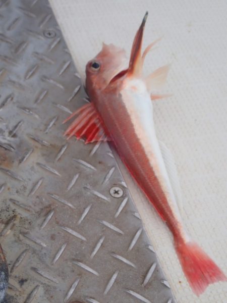 Aquanaut(アクアノート) 釣果