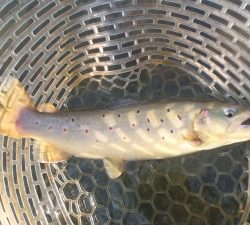 朝霞ガーデン 釣果