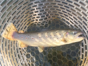 朝霞ガーデン 釣果