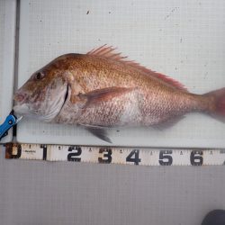 Aquanaut（アクアノート） 釣果