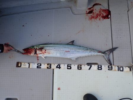 Aquanaut（アクアノート） 釣果