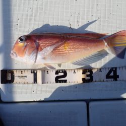 Aquanaut（アクアノート） 釣果