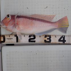 Aquanaut（アクアノート） 釣果