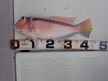 Aquanaut（アクアノート） 釣果