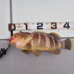 Aquanaut（アクアノート） 釣果