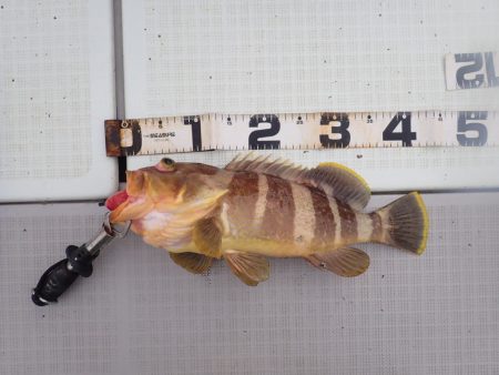 Aquanaut（アクアノート） 釣果