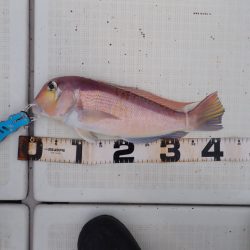 Aquanaut（アクアノート） 釣果