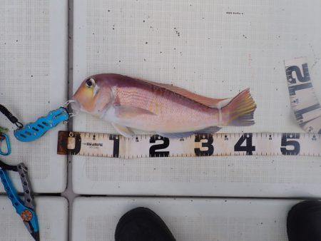 Aquanaut（アクアノート） 釣果