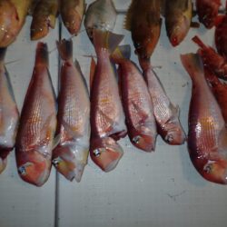 Aquanaut（アクアノート） 釣果