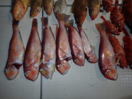 Aquanaut（アクアノート） 釣果