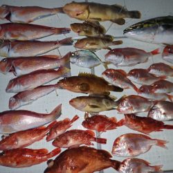 Aquanaut（アクアノート） 釣果