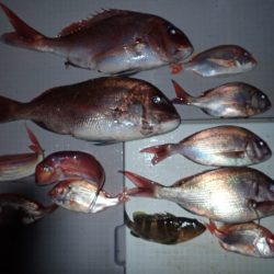 Aquanaut(アクアノート) 釣果