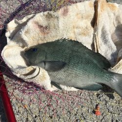 宇和島・大浜漁港でファミリーフィッシング【飛利浦氏連載 vol.5】