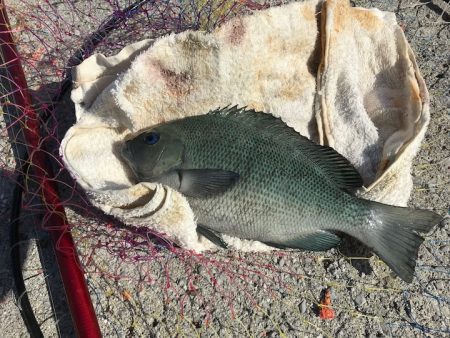 宇和島・大浜漁港でファミリーフィッシング【飛利浦氏連載 vol.5】