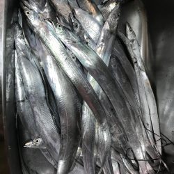 ハーフピッチジャークがよくあたって満足の釣行に！ メガバススラッシュビート 船タチウオレポート