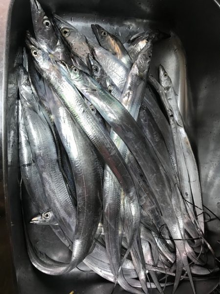 ハーフピッチジャークがよくあたって満足の釣行に！ メガバススラッシュビート 船タチウオレポート